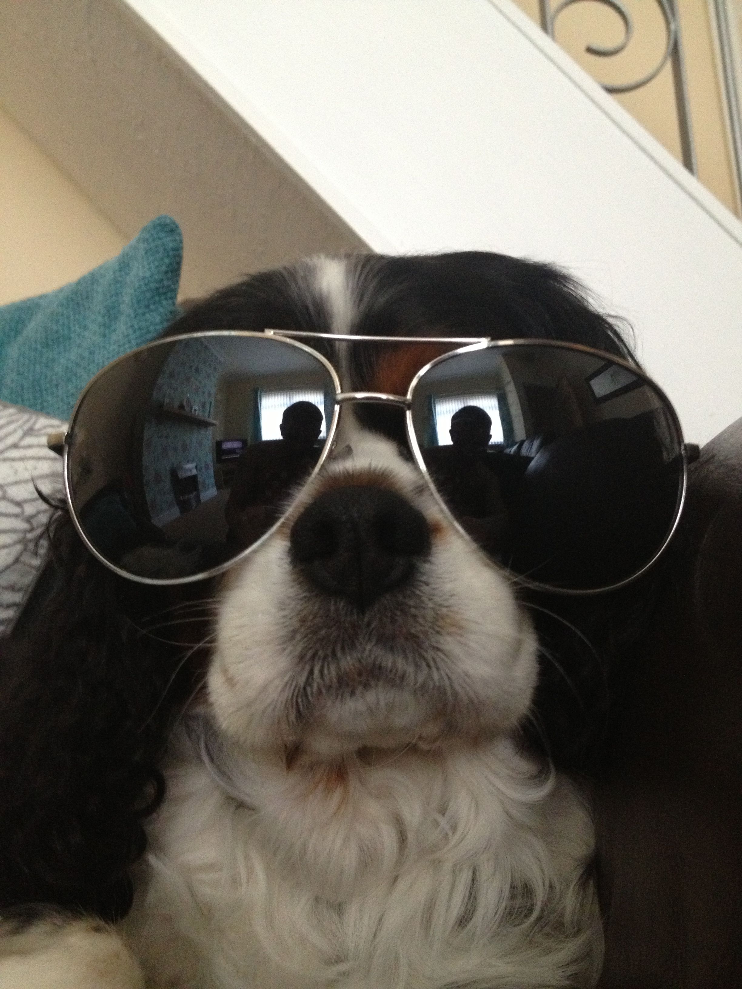 Cool dog! #sunglasses